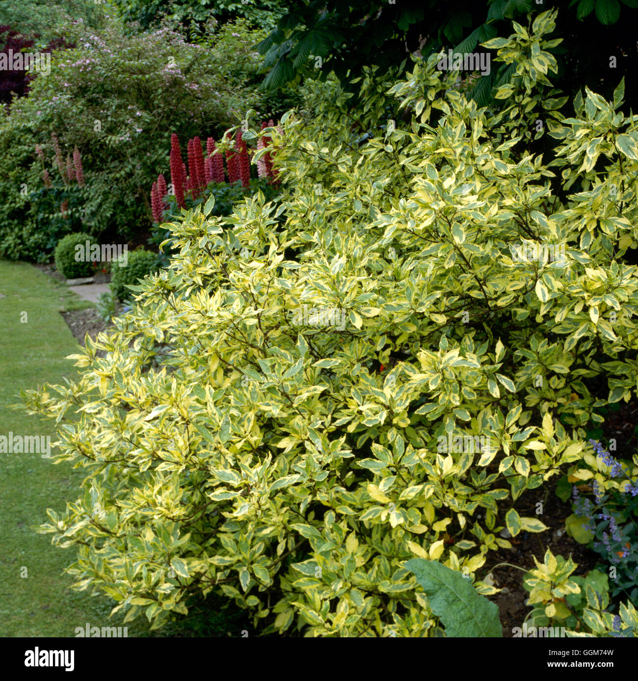 Cornus alba - `Spaethii' AGM   TRS020555 Stock Photo
